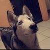 chato20